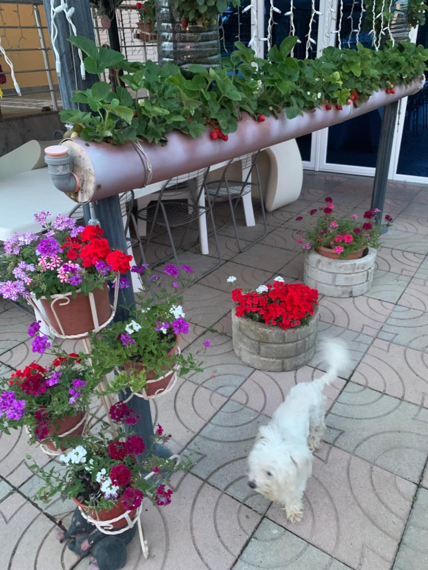 Hotel Villa Linda Σκόδρα Εξωτερικό φωτογραφία